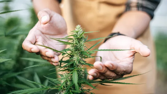 A farmer with their hands around a cannabis plant