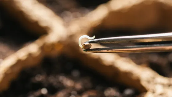 Tweezers holding a small sprouted seed with dirt in the background