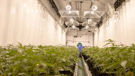 Greenhouse with rows of cannabis plants in planters