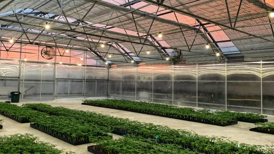 A large greenhouse with rows of cannabis growing beds