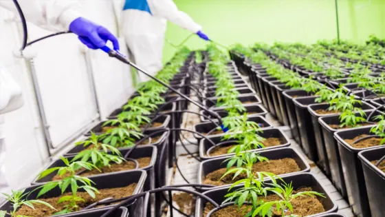 Two people wearing jumpsuits and gloves spraying planters with cannabis plants in a greenhouse