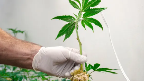 A gloved hand holding a cannabis plant