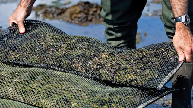 Oyster farmer holding a fishing net filled with oysters and algae