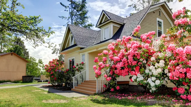 A yellow suburban house with pink and white hydrangea bushes around it