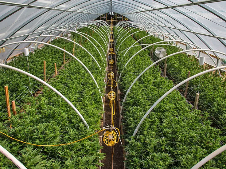 A greenhouse growing multiple rows of cannabis